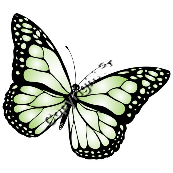 1024 Butterfly Thumbnail