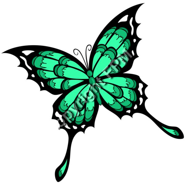 531 Butterfly Thumbnail